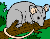 Desenho Ardilla possum pintado por taiane