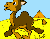 Desenho Camelo pintado por isabela
