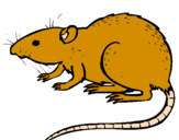 Desenho Rata subterrânea pintado por Um ratinho fofo