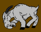 Desenho Cabra aborrecida pintado por victor