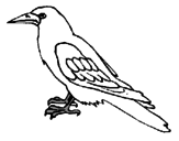 Desenho Corvo pintado por corvo