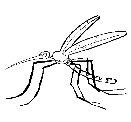 Desenho Mosquito pintado por C