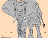 Desenho Elefante pintado por lucas