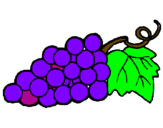 Desenho Uvas pintado por frutas laura cintragg