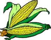 Desenho Espiga de milho  pintado por Milho Verde
