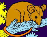 Desenho Ardilla possum pintado por thiago