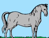Desenho Cavalo andaluz pintado por JHONY WALKER