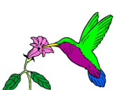 Desenho Colibri e uma flor pintado por lau beija-flor