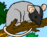 Desenho Ardilla possum pintado por lorenzo