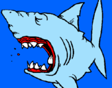 Desenho Tubarão pintado por pegasus
