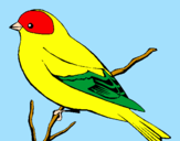 Desenho Canário selvajem pintado por Aves