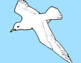 Desenho Gaviota pintado por Aves