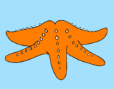 Desenho Estrela do mar pintado por pam