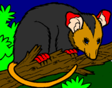 Desenho Ardilla possum pintado por anónimo