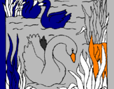 Desenho Cisnes pintado por BRAIAN 4