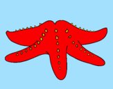 Desenho Estrela do mar pintado por crenipe