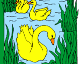 Desenho Cisnes pintado por h ugo