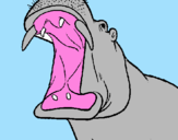 Desenho Hipopótamo com a boca aberta pintado por victoria   maraia