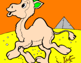 Desenho Camelo pintado por nonolo jo sedui azy goi