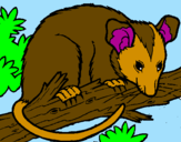 Desenho Ardilla possum pintado por millena