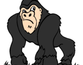 Desenho Gorila pintado por bruninho