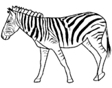 Desenho Zebra pintado por rafa