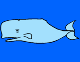 Desenho Baleia azul pintado por joão marcello