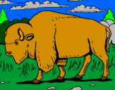Desenho Búfalo pintado por tropa de elite