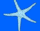 Desenho Estrelita do mar pintado por thiago