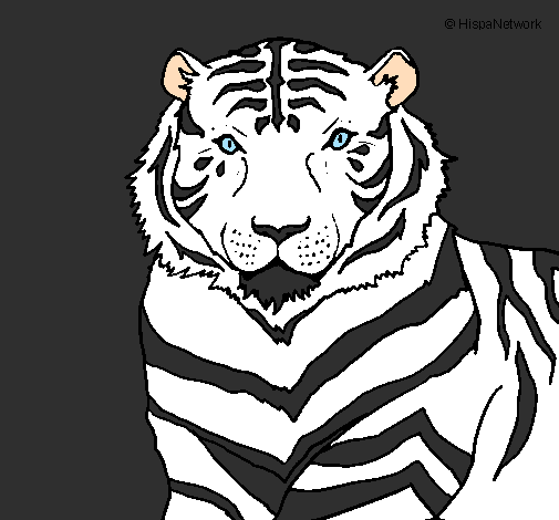 Desenho Tigre pintado por kikoo98