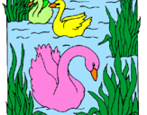 Desenho Cisnes pintado por gabi