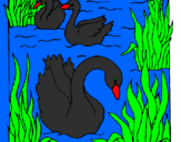 Desenho Cisnes pintado por mateusportelalidoufo