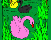 Desenho Cisnes pintado por misto