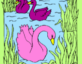 Desenho Cisnes pintado por patricia