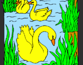 Desenho Cisnes pintado por gabriel e avo joana