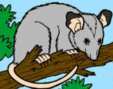 Desenho Ardilla possum pintado por igoralv