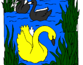 Desenho Cisnes pintado por NICOLAS