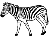 Desenho Zebra pintado por madagascar
