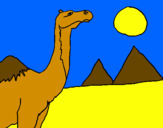 Desenho Camelo pintado por heitor