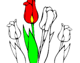 Desenho Tulipa pintado por camila