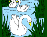 Desenho Cisnes pintado por GEDEÃO