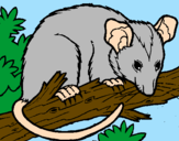 Desenho Ardilla possum pintado por A.L.S.F