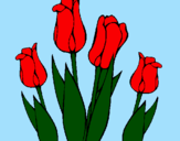 Desenho Tulipa pintado por fran