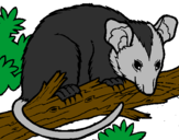 Desenho Ardilla possum pintado por joao marcos