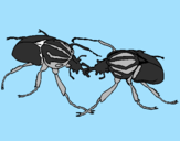 Desenho Escaravelhos pintado por JOAO MARCOS