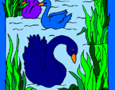 Desenho Cisnes pintado por Dryka Moretty