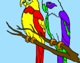 Desenho Louros pintado por papagaio