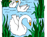 Desenho Cisnes pintado por - Eleitan
