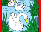 Desenho Cisnes pintado por gabriela cardoso
