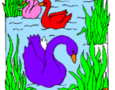 Desenho Cisnes pintado por analuiza